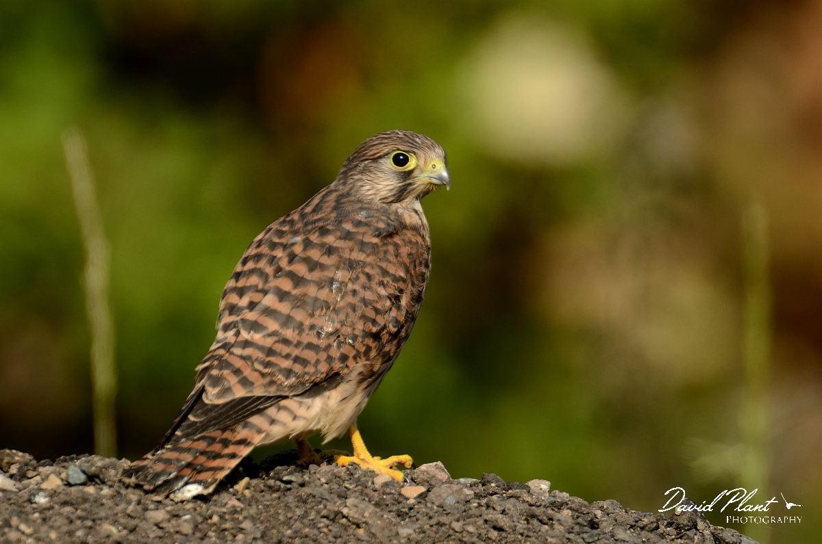 david plant photography british birds gallery kestrel david plant