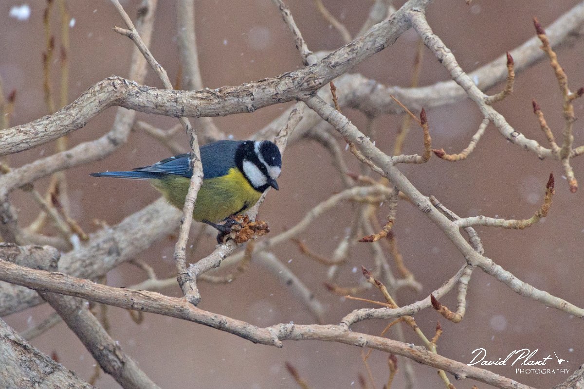 DPPhotography - Morocco - African blue tit - B.jpg - African blue tit - Oukaimeden ski area, Morocco