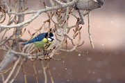 DPPhotography - Morocco - African blue tit - A