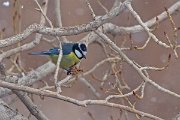 DPPhotography - Morocco - African blue tit - B