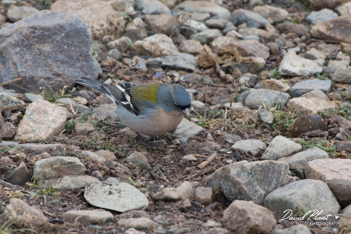 DPPhotography - Morocco - African chaffinch - B.jpg - African chaffinch - Oukaimeden ski area, Morocco