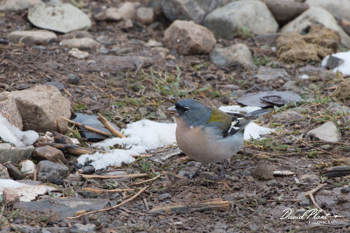 DPPhotography - Morocco - African chaffinch - C.jpg - African chaffinch - Oukaimeden ski area, Morocco