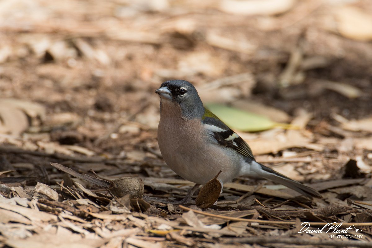 DPPhotography - Morocco - African chaffinch - E.jpg - African chaffinch - Oued Massa, Morocco