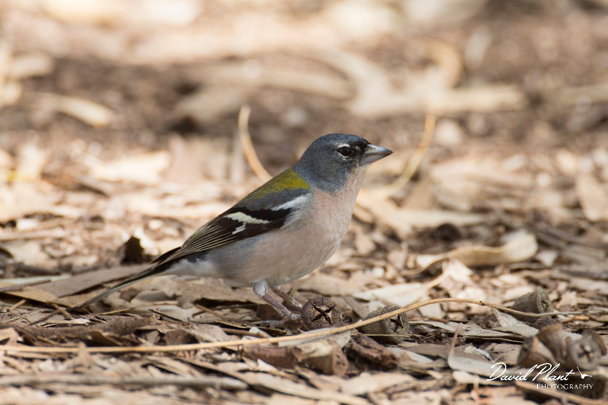 DPPhotography - Morocco - African chaffinch - F.jpg - African chaffinch - Oued Massa, Morocco