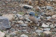 DPPhotography - Morocco - African chaffinch - A
