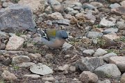 DPPhotography - Morocco - African chaffinch - B