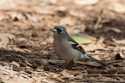 DPPhotography - Morocco - African chaffinch - E