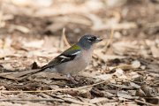 DPPhotography - Morocco - African chaffinch - F