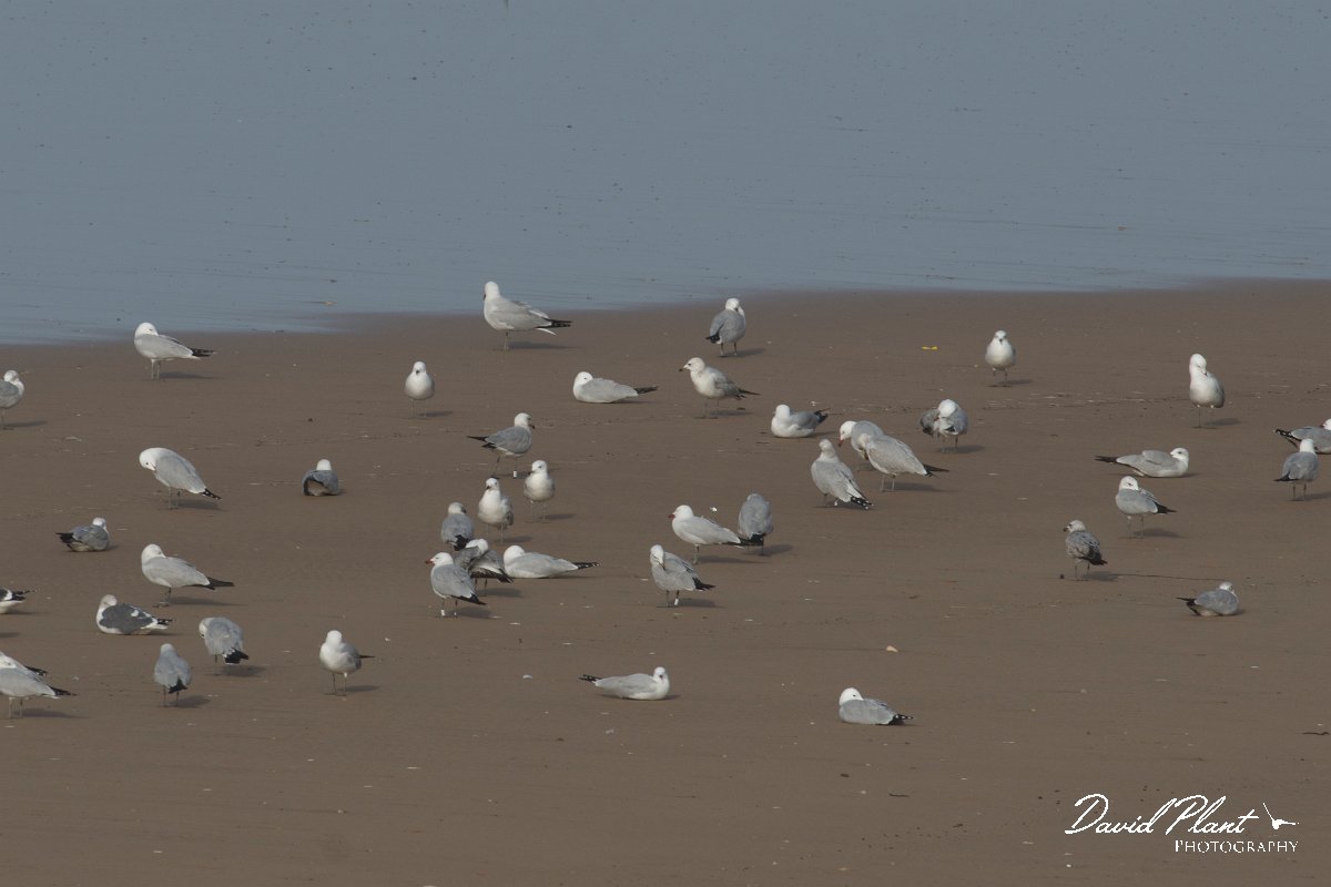 DPPhotography - Morocco - Audouin's gull - A.jpg - Audouin's gull - Taghazout, Morocco