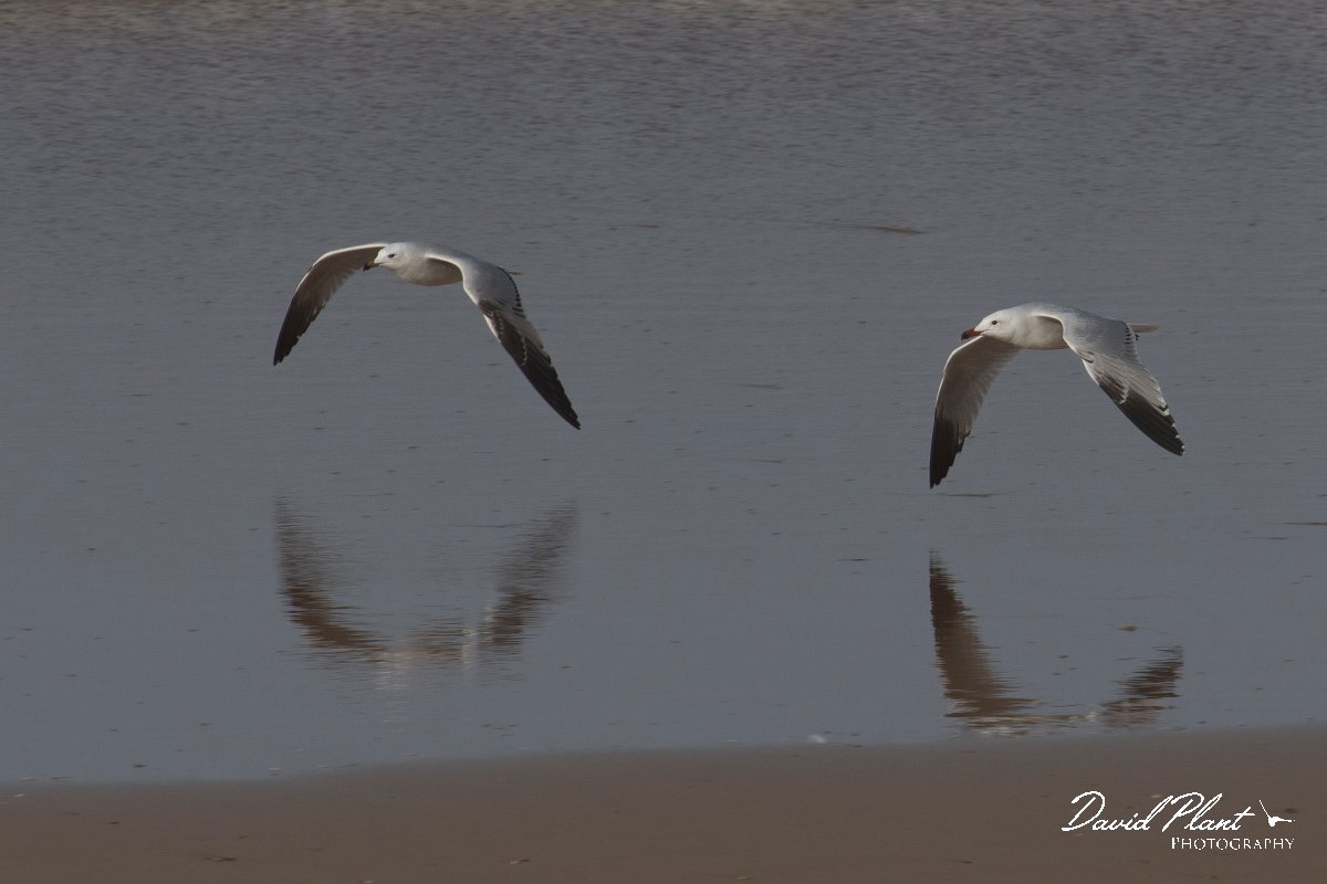 DPPhotography - Morocco - Audouin's gull - B.jpg - Audouin's gull - Taghazout, Morocco