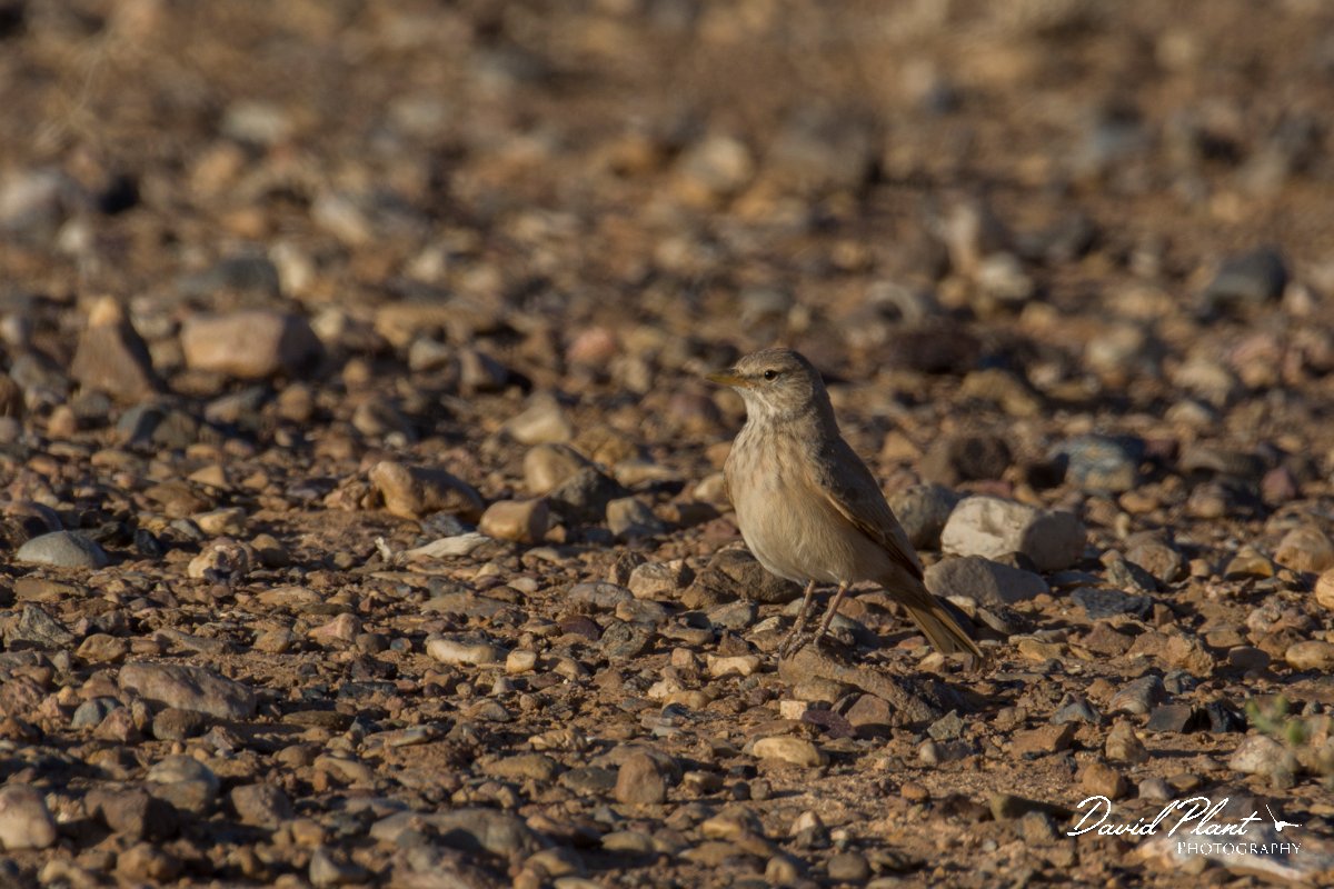 DPPhotography - Morocco - Bar-tailed lark - A.jpg - Bar-tailed lark - Sahara Desert, Morocco