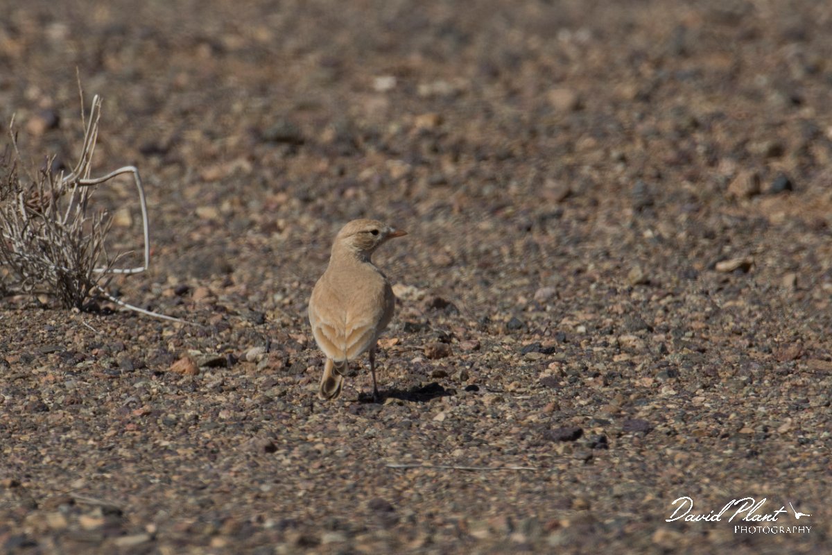 DPPhotography - Morocco - Bar-tailed lark - B.jpg - Bar-tailed lark - Oued Rheris, Morocco