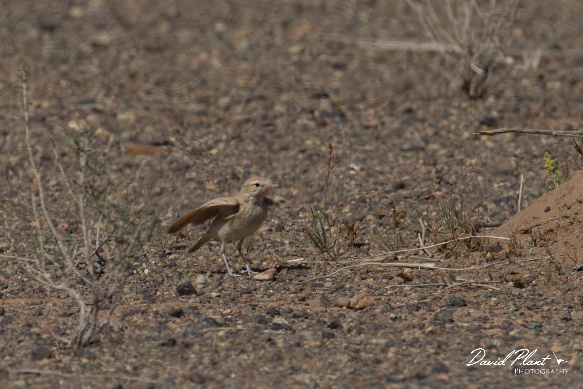 DPPhotography - Morocco - Bar-tailed lark - C.jpg