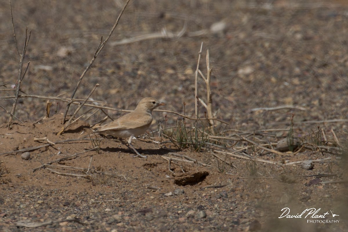 DPPhotography - Morocco - Bar-tailed lark - D.jpg - Bar-tailed lark - Oued Rheris, Morocco