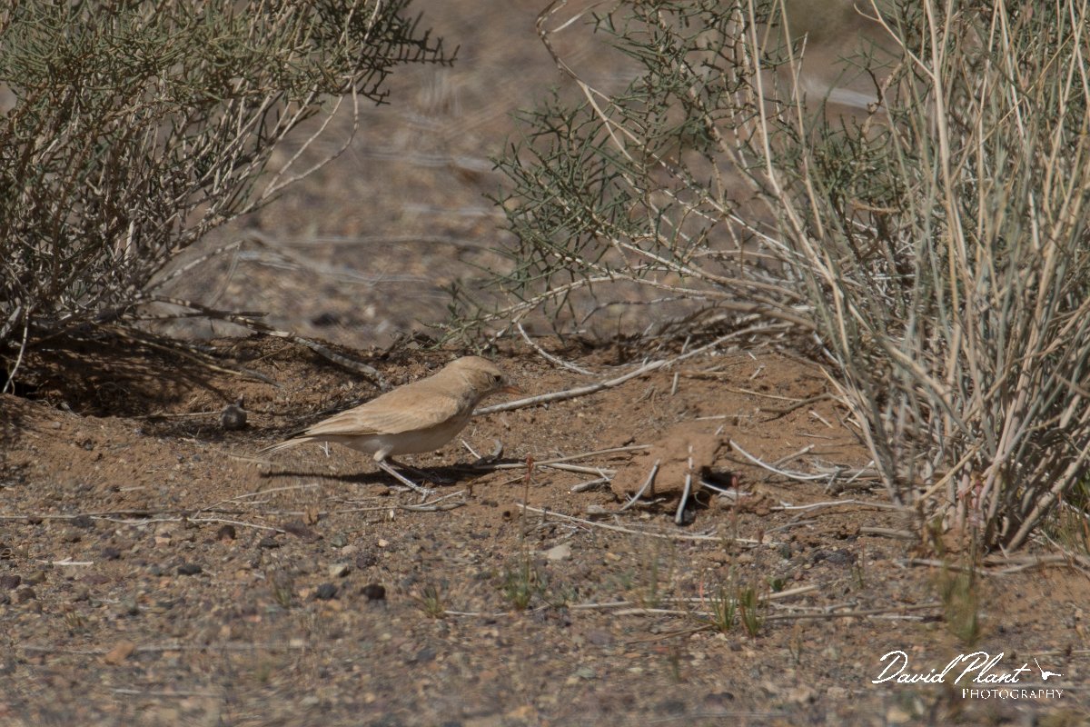 DPPhotography - Morocco - Bar-tailed lark - E.jpg - Bar-tailed lark - Oued Rheris, Morocco