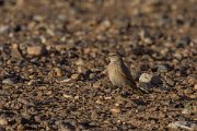 DPPhotography - Morocco - Bar-tailed lark - A