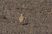 DPPhotography - Morocco - Bar-tailed lark - B