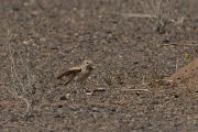 DPPhotography - Morocco - Bar-tailed lark - C