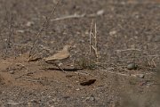 DPPhotography - Morocco - Bar-tailed lark - D