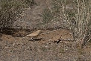 DPPhotography - Morocco - Bar-tailed lark - E
