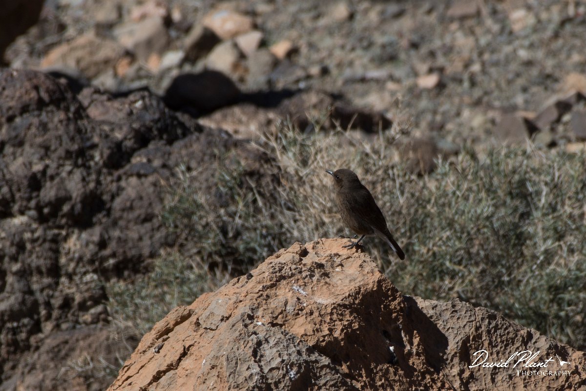 DPPhotography - Morocco - Black wheatear - A.jpg - Black wheatear - Zeida Plain, Morocco