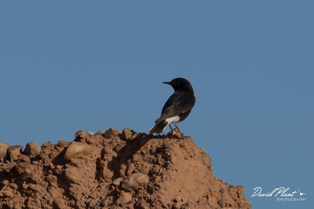 DPPhotography - Morocco - Black wheatear - B.jpg - Black wheatear - Barrage el Manousr, Morocco
