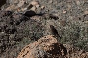 DPPhotography - Morocco - Black wheatear - A