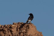 DPPhotography - Morocco - Black wheatear - B