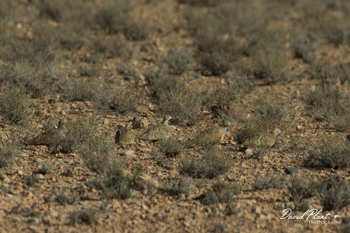 DPPhotography - Morocco - Black-bellied sandgrouse - A.jpg - Black-bellied sandgrouse - Tagdilt track, Morocco