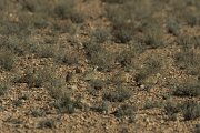 DPPhotography - Morocco - Black-bellied sandgrouse - A