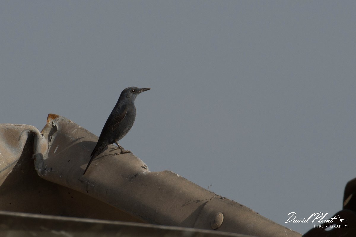 DPPhotography - Morocco - Blue rock thrush - A.jpg - Blue rock thrush - Oued Massa, Morocco