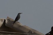 DPPhotography - Morocco - Blue rock thrush - A