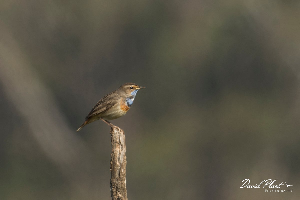 DPPhotography - Morocco - Bluethroat - A.jpg - Bluethroat - Sous Estuary, Morocco