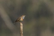 DPPhotography - Morocco - Bluethroat - A