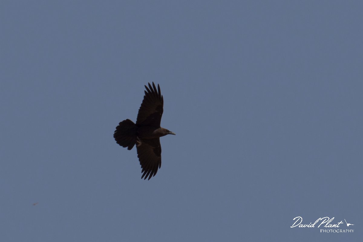 DPPhotography - Morocco - Brown-necked raven - A.jpg - Brown-necked raven - Sahara Desert, Morocco