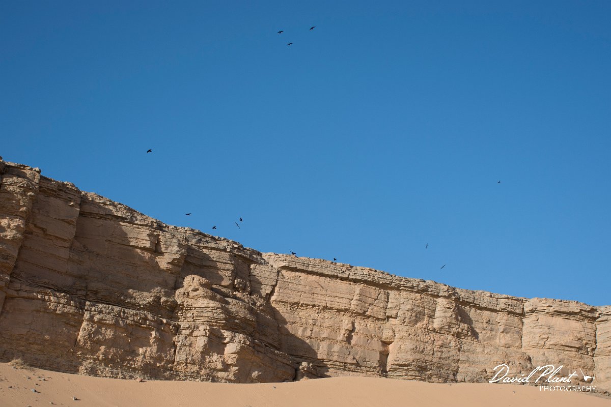 DPPhotography - Morocco - Brown-necked raven - B.jpg - Brown-necked raven - Sahara Desert, Morocco