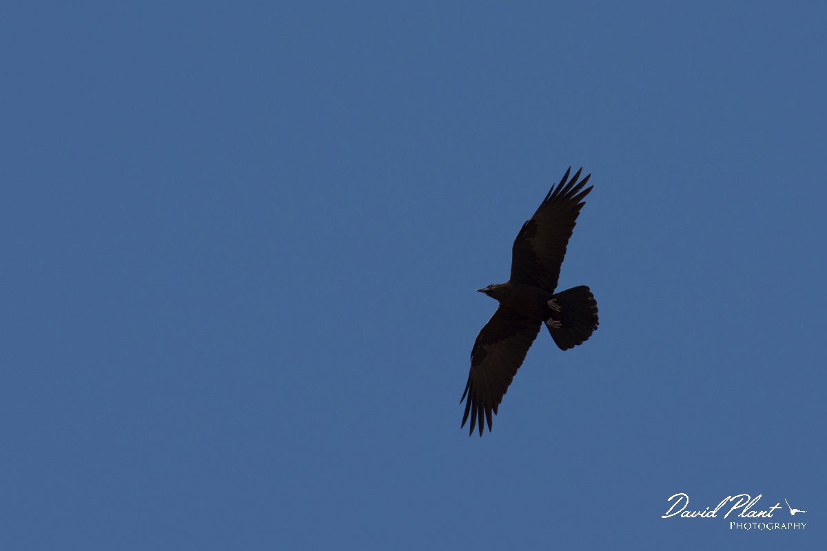 DPPhotography - Morocco - Brown-necked raven - C.jpg - Brown-necked raven - Sahara Desert, Morocco