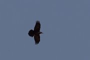 DPPhotography - Morocco - Brown-necked raven - A