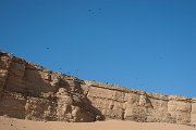 DPPhotography - Morocco - Brown-necked raven - B