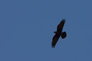 DPPhotography - Morocco - Brown-necked raven - C