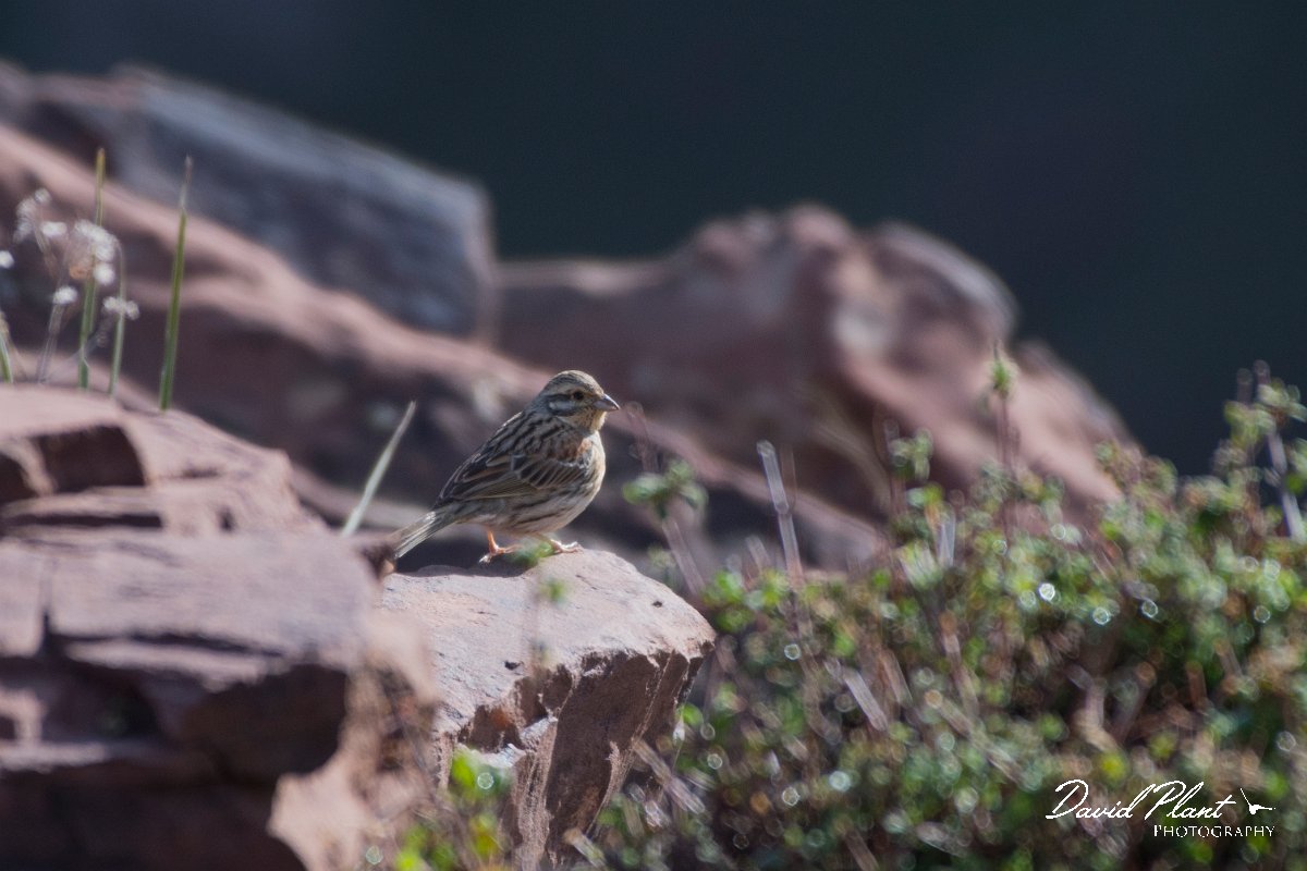 DPPhotography - Morocco - Cirl bunting - A.jpg - Cirl bunting - Oukaimeden ski area, Morocco
