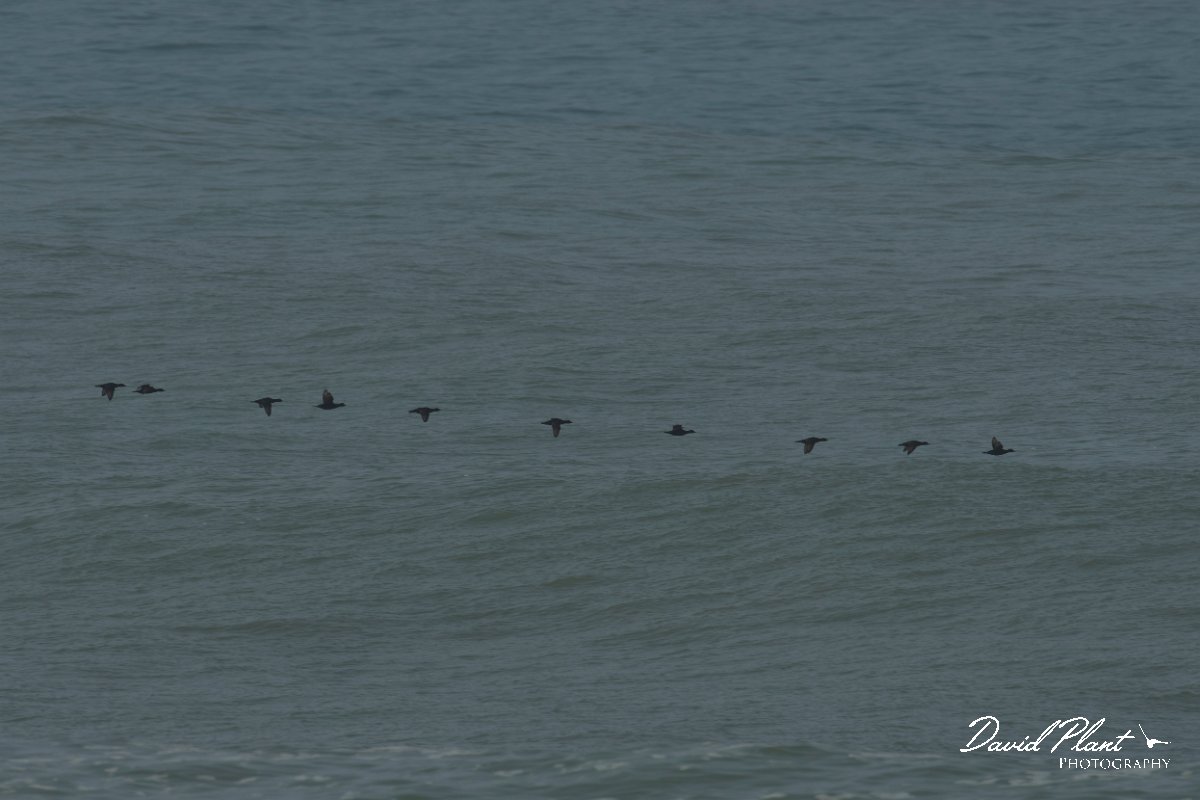 DPPhotography - Morocco - Common scoter - A.jpg - Common scoter - Cap Rhir, Morocco