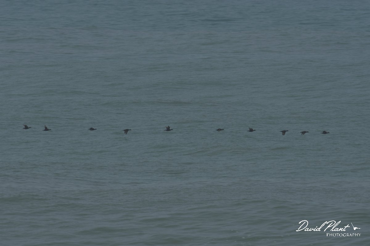 DPPhotography - Morocco - Common scoter - B.jpg - Common scoter - Cap Rhir, Morocco