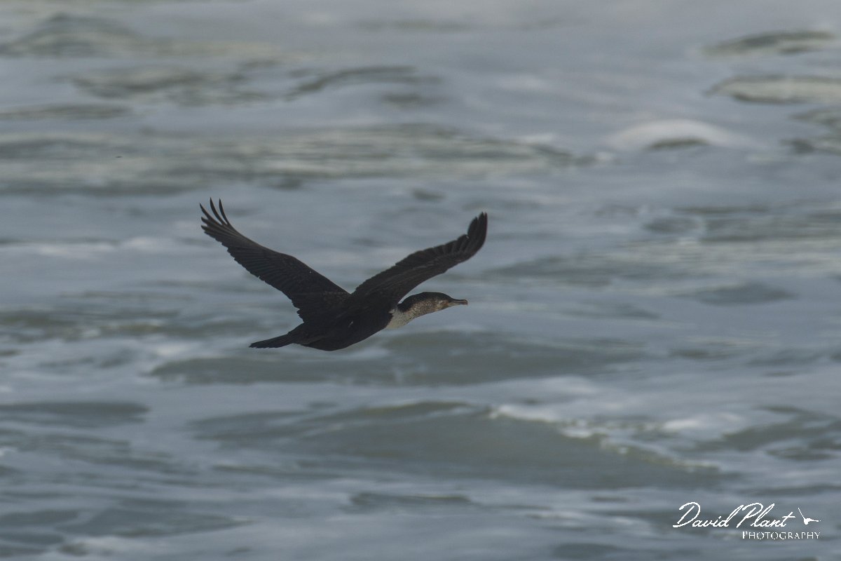 DPPhotography - Morocco - Cormorant - A.jpg - Cormorant - Cap Rhir, Morocco