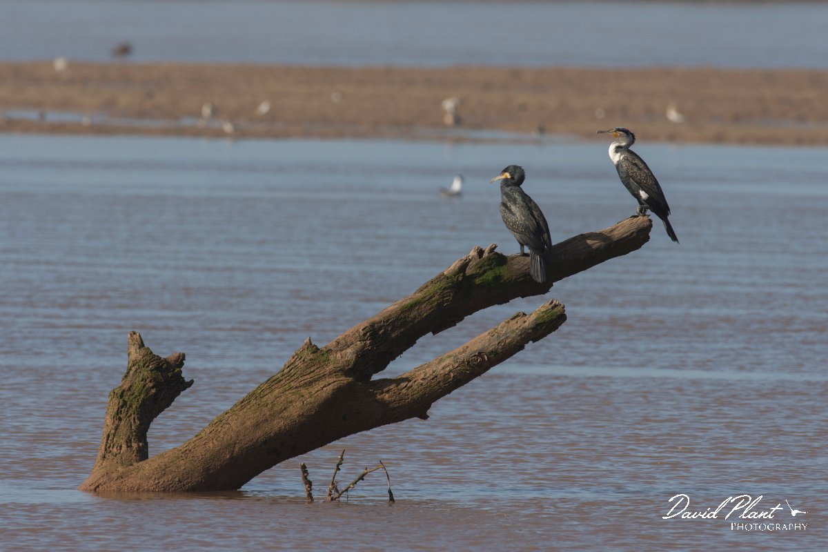 DPPhotography - Morocco - Cormorant - B.jpg - Cormorant - Sous Estuary, Morocco