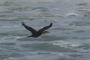 DPPhotography - Morocco - Cormorant - A