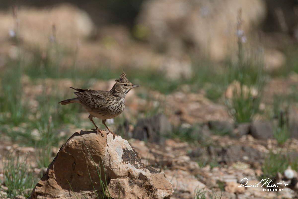 DPPhotography - Morocco - Crested lark - B.jpg - Crested lark - Sous Valley, Morocco