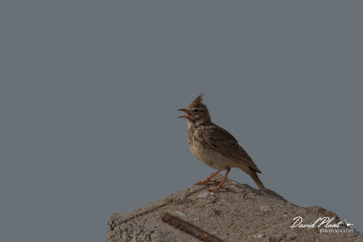 DPPhotography - Morocco - Crested lark - D.jpg - Crested lark - Cap Rhir, Morocco
