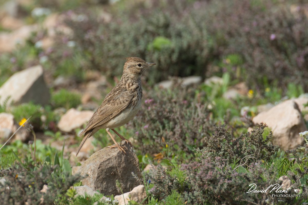 DPPhotography - Morocco - Crested lark - E.jpg - Crested lark - Cap Rhir, Morocco