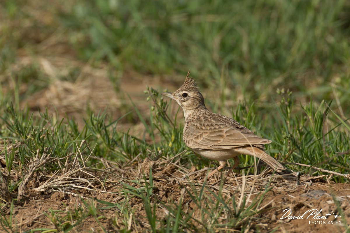 DPPhotography - Morocco - Crested lark - F.jpg - Crested lark - Sidi Wassai, Morocco